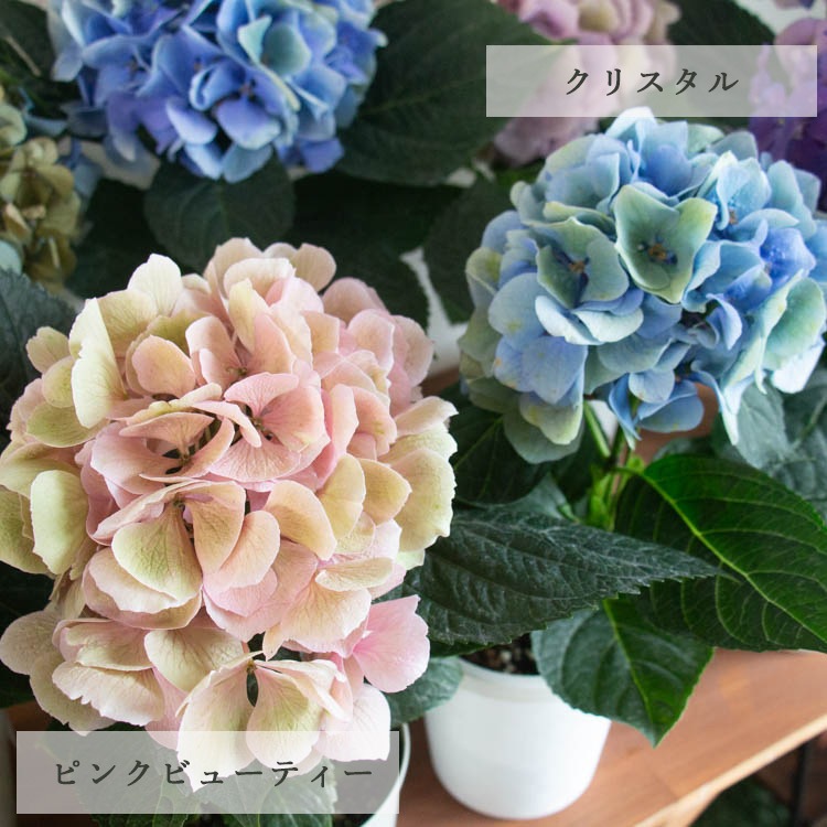 ���֤��������θ������䡿�������������ξ��ֵ��ڻ�פζ˥쥢�ڰ��غ餭�۽������۲� [�ʼ�̾�����ꥹ���� �ԥ󥯥��󥻡������ ��åɥӥ塼�ƥ��� LK] 