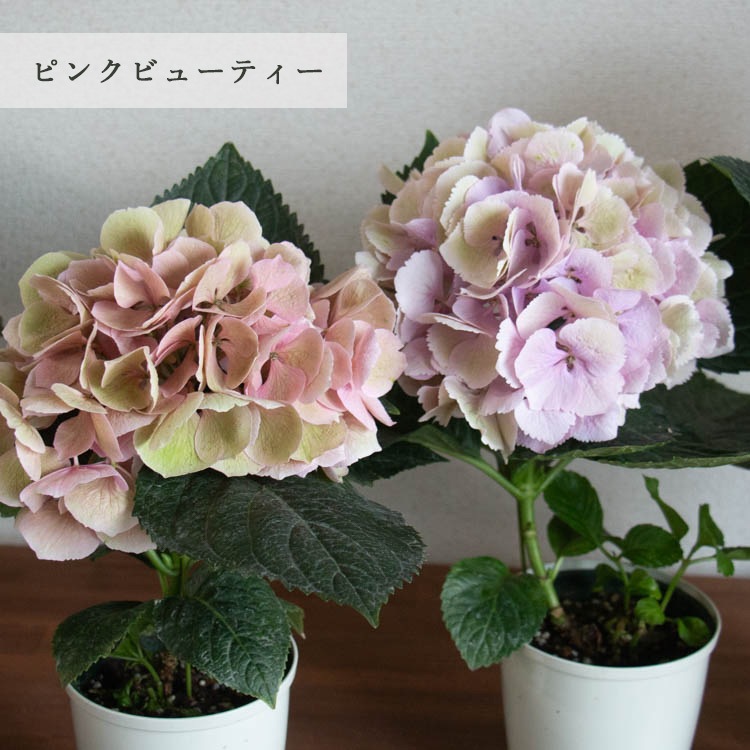 ���֤��������θ������䡿�������������ξ��ֵ��ڻ�פζ˥쥢�ڰ��غ餭�۽������۲� [�ʼ�̾�����ꥹ���� �ԥ󥯥��󥻡������ ��åɥӥ塼�ƥ��� LK] 
