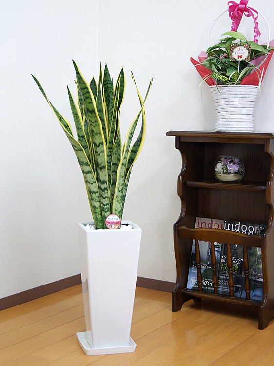 ���տ�ʪ ���󥹥٥ꥢ 7�� ��ƫ��ȭ�����(���ֹ�)�⤵��95cm ���󥻥٥ꥢ �ȥ�Υ���sans07-00678��