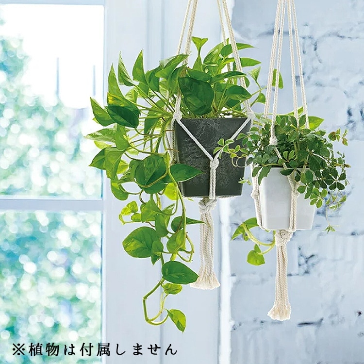 �ܥ��ˡ� �ϥ󥮥� ���塼�� 12��