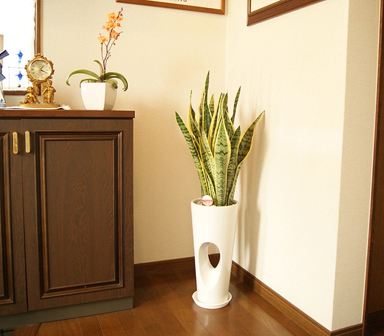 ���տ�ʪ ���󥹥٥ꥢ7����ƫ��ȭ �⤵��100cm ���󥻥٥ꥢ �ȥ�Υ���sans07-00123��