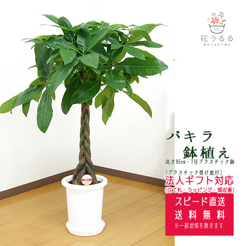 観葉植物 パキラ 7号 プラスチック鉢 高さ約95 【pach07-007