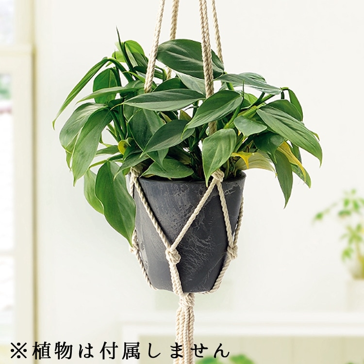 �ܥ��ˡ� �ϥ󥮥� �ݥå� 15��