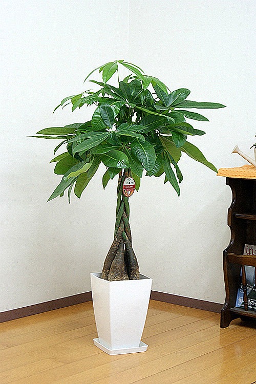 ���տ�ʪ �ѥ��� 8��ѥץ饹���å�ȭ �⤵��1.1m 