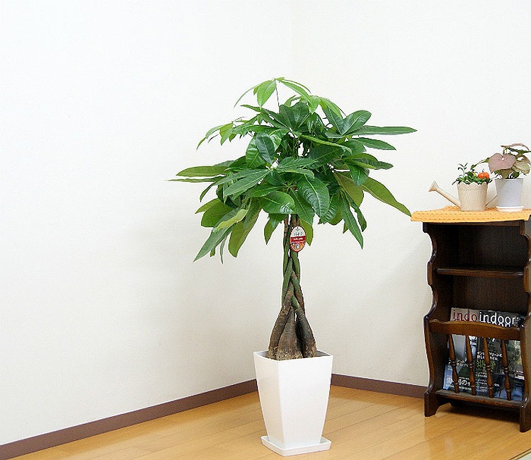 ���տ�ʪ �ѥ��� 8��ѥץ饹���å�ȭ �⤵��1.1m 