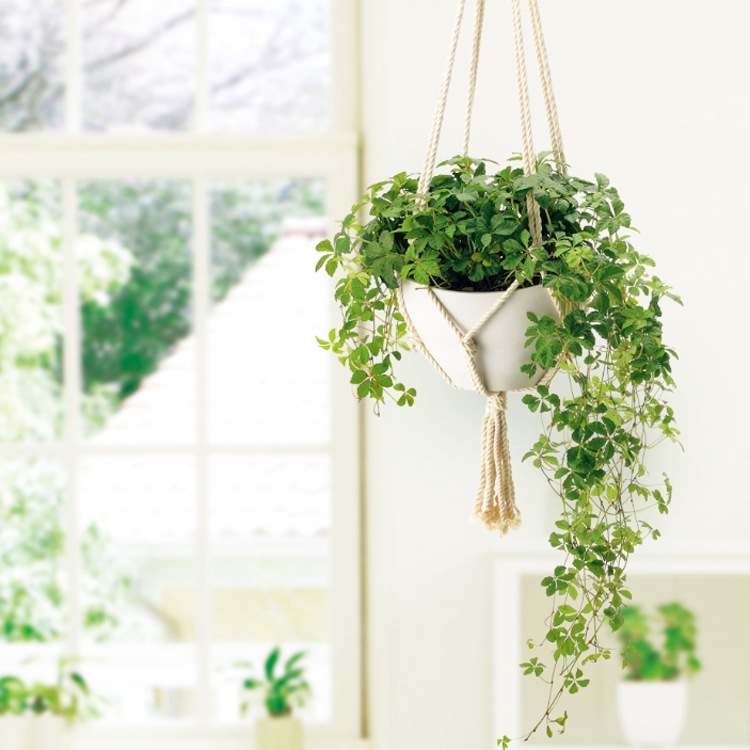 �ܥ��ˡ� �ϥ󥮥� �ܡ��� 25��