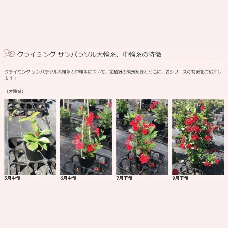 ���Ĥ뤬���ӡ��礭����ġ��ڥ��饤�ߥ󥰥���ѥ饽�� ���طϡ�(10.5cm�ݥå���) 