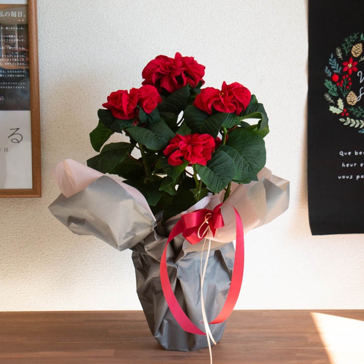 ����åԥ�̵�������ڡ����桿�ݥ��󥻥��� ȭ�����֥����󥿡������� 5��ȭ������̵��