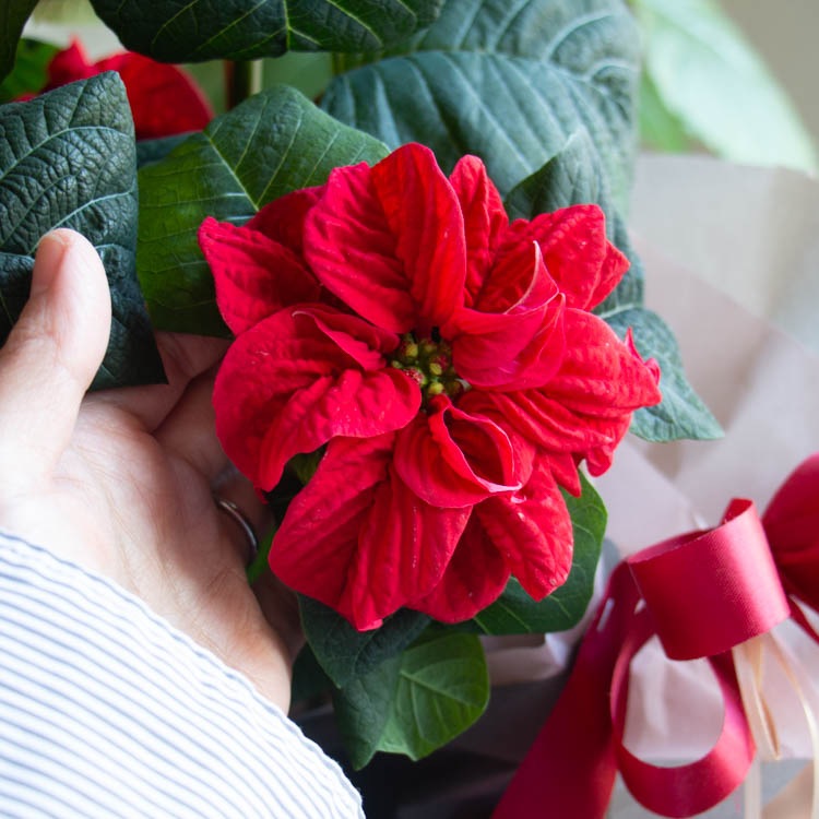 ����åԥ�̵�������ڡ����桿�ݥ��󥻥��� ȭ�����֥����󥿡������� 5��ȭ������̵��