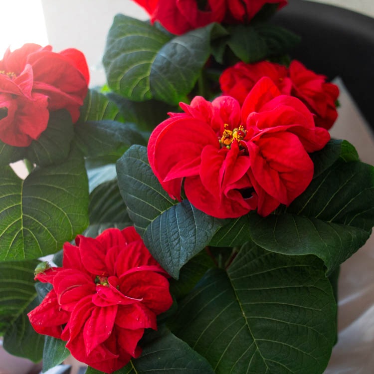 ����åԥ�̵�������ڡ����桿�ݥ��󥻥��� ȭ�����֥����󥿡������� 5��ȭ������̵��