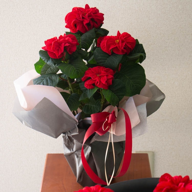 ����åԥ�̵�������ڡ����桿�ݥ��󥻥��� ȭ�����֥����󥿡������� 5��ȭ������̵��