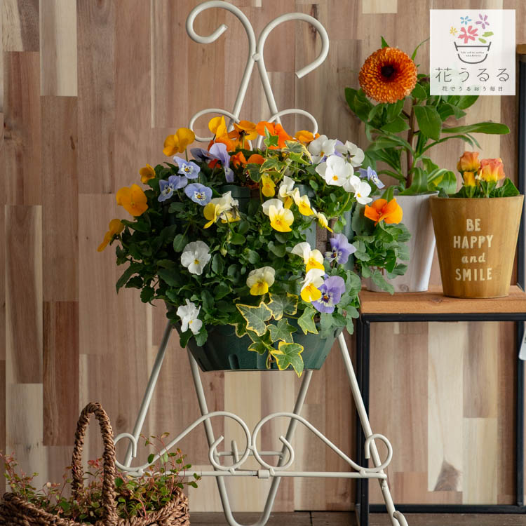 �ӥ���Υϥ󥮥󥰥Х����å� �֤���� �󤻿��� [�ѥԥ��] M������ ����ץ�