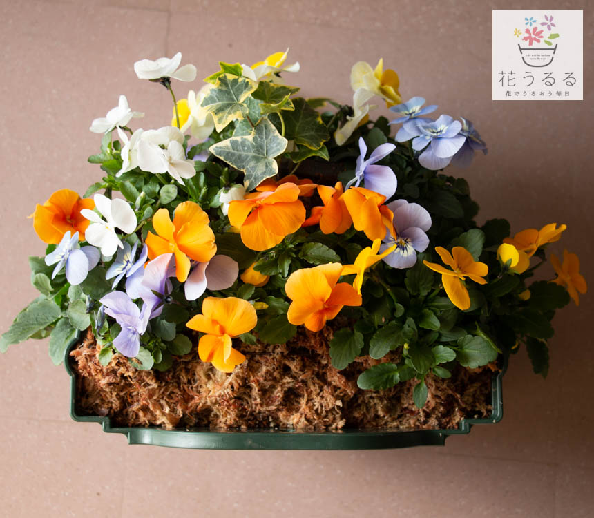 �ӥ���Υϥ󥮥󥰥Х����å� �֤���� �󤻿��� [�ѥԥ��] M������ ����ץ�