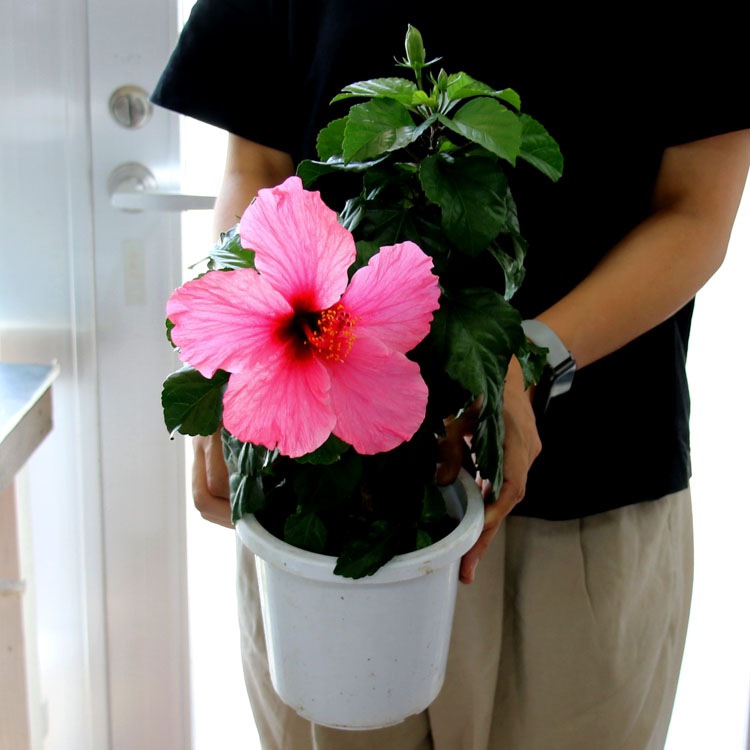 ハイビスカス鉢植え パラダイス 5号鉢 高さ約50cm前後 サマー ギフト プレゼント 鉢植え お中元 誕生日 結婚祝い カードok 花鉢 開業 祝い 髪飾り 46 Bloom 花うるるのフラワーギフト 花うるる 本店 ハイビスカス鉢植え パラダイス 5号鉢 高さ約50cm前後 サマー ギフト プレゼント 鉢植え お中元 誕生日 結婚祝い カードok 花鉢 開業 祝い 髪飾り 46 Bloom 花うるるのフラワーギフト 花うるる 本店