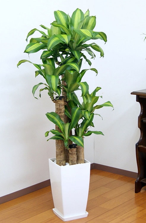 ���տ�ʪ ��ʡ����8��ѥץ饹���å�ȭ �⤵��1.2m �ɥ饻�ʡ��ޥå��󥲥��� ��mass08-005��