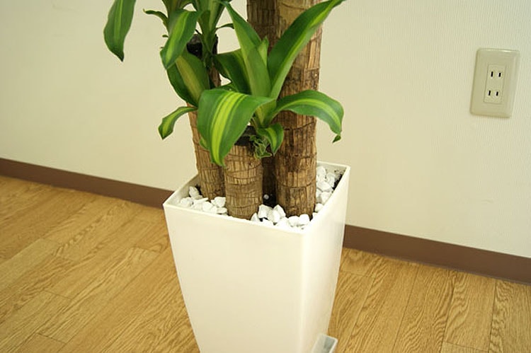 ���տ�ʪ ��ʡ����8��ѥץ饹���å�ȭ �⤵��1.2m �ɥ饻�ʡ��ޥå��󥲥��� ��mass08-005��