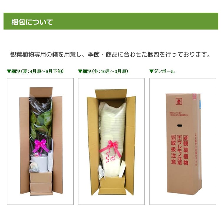 ���տ�ʪ ��ʡ����8��ѥץ饹���å�ȭ �⤵��1.2m �ɥ饻�ʡ��ޥå��󥲥��� ��mass08-005��