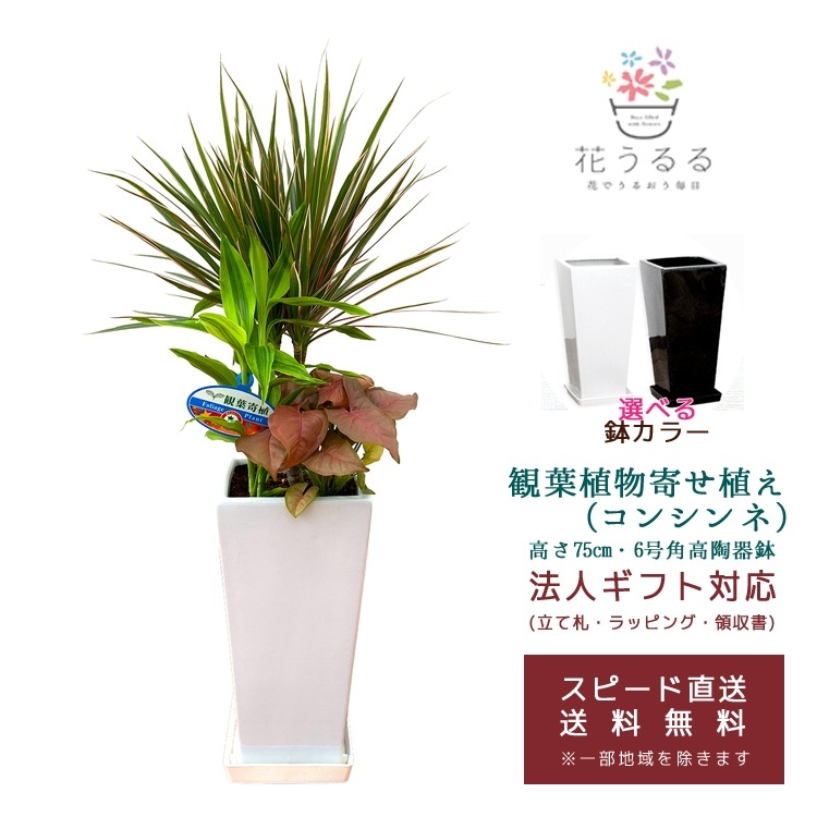 ���տ�ʪ �󤻿���(���󥷥��)6��ѹ�ƫ��ȭ|(���) �⤵��75cm��kan-yosec06-001002��