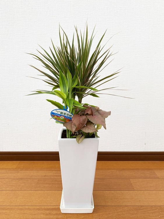 ���տ�ʪ �󤻿���(���󥷥��)6��ѹ�ƫ��ȭ|(���) �⤵��75cm��kan-yosec06-001002��