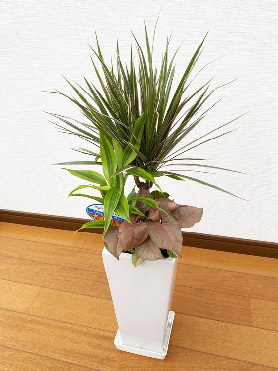 ���տ�ʪ �󤻿���(���󥷥��)6��ѹ�ƫ��ȭ|(���) �⤵��75cm��kan-yosec06-001002��