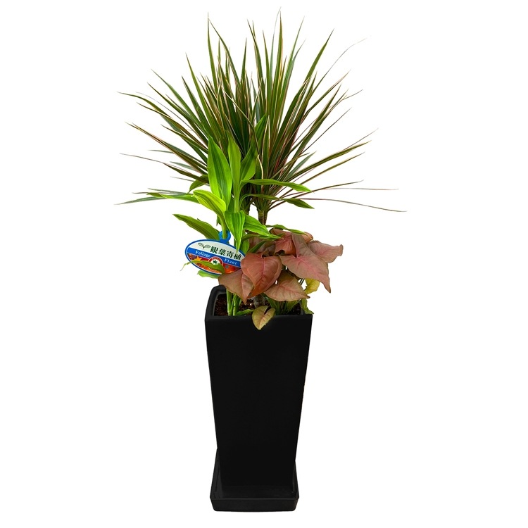 ���տ�ʪ �󤻿���(���󥷥��)6��ѹ�ƫ��ȭ|(���) �⤵��75cm��kan-yosec06-001002��