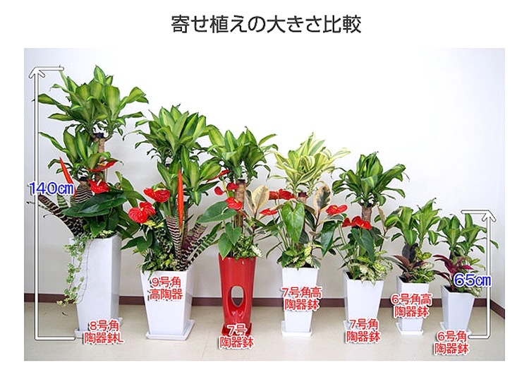 ���տ�ʪ �󤻿���(���󥷥��)6��ѹ�ƫ��ȭ|(���) �⤵��75cm��kan-yosec06-001002��