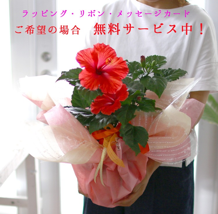 ハイビスカス 鉢植え キャンドルスター 5号鉢 高さ約50cm前後 サマー ギフト プレゼント 鉢植え お中元 誕生日 結婚祝い カード付きok 花鉢 開業祝い 髪飾り 46 Bloom 花うるるのフラワーギフト 花うるる 本店