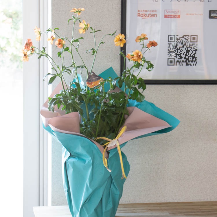 �����ʸ¤꡿ ȭ�����֥�ʥ󥭥�饹 ��å������ߥΥ����6��ȭ �⤵60��70cm