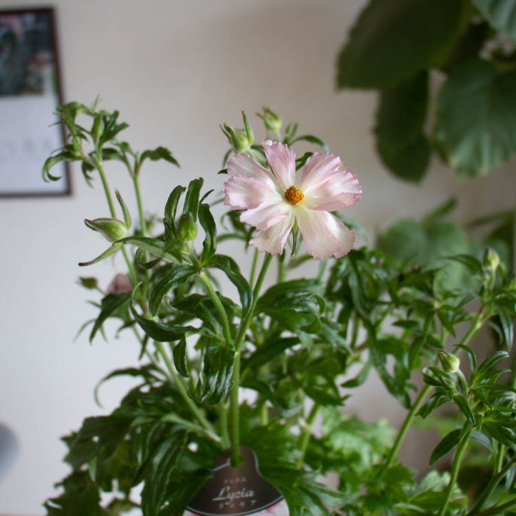 �����ʸ¤꡿ ȭ�����֥�ʥ󥭥�饹 ��å�������奭����6��ȭ �⤵55��65cm