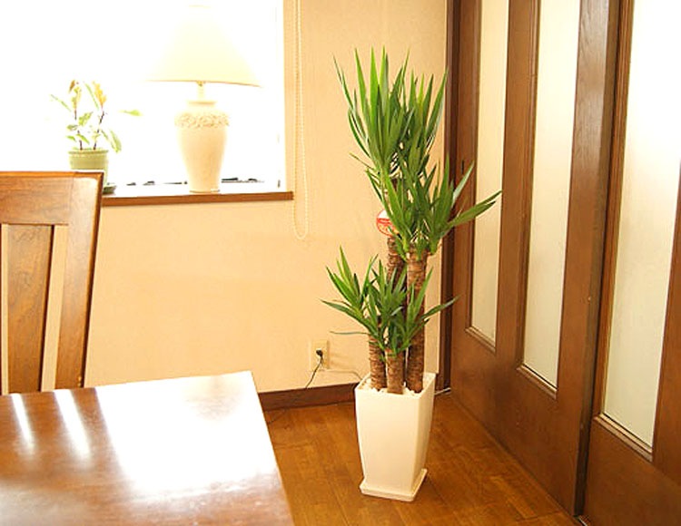 ���տ�ʪ ��å�(��ǯ����)8��ѥץ饹���å�ȭ(��)��kan-yucc08-005�۹⤵��1.25�� 