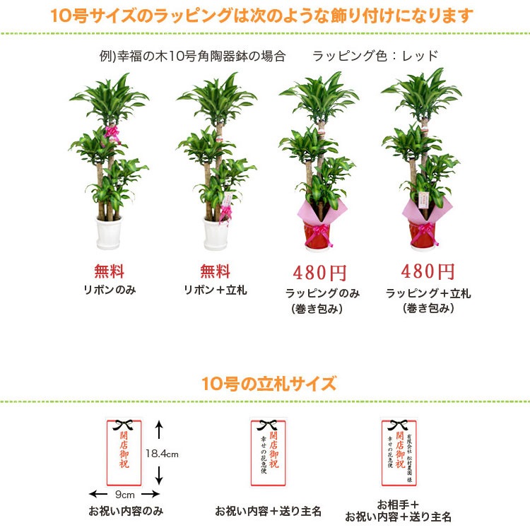 ���տ�ʪ �ѥ���10�� ���٤�ȭ���С� 2�� �⤵��1.6��1.7m ��pach10-002003��