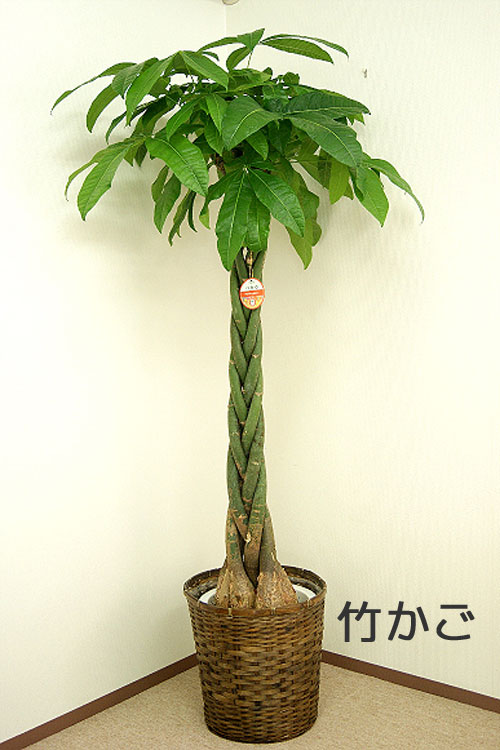 ���տ�ʪ �ѥ���10�� ���٤�ȭ���С� 2�� �⤵��1.6��1.7m ��pach10-002003��