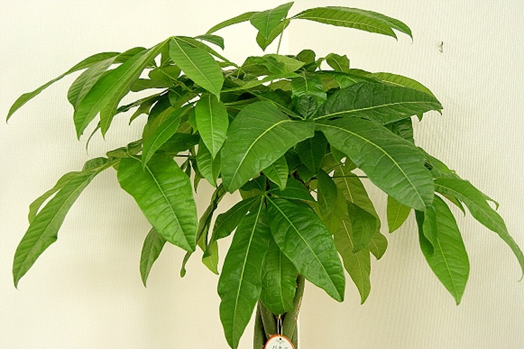 ���տ�ʪ �ѥ���10�� ���٤�ȭ���С� 2�� �⤵��1.6��1.7m ��pach10-002003��