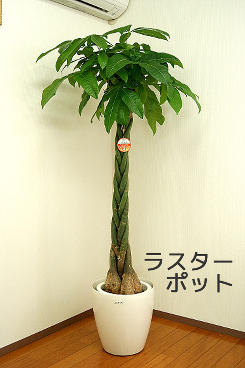 ���տ�ʪ �ѥ���10�� ���٤�ȭ���С� 2�� �⤵��1.6��1.7m ��pach10-002003��