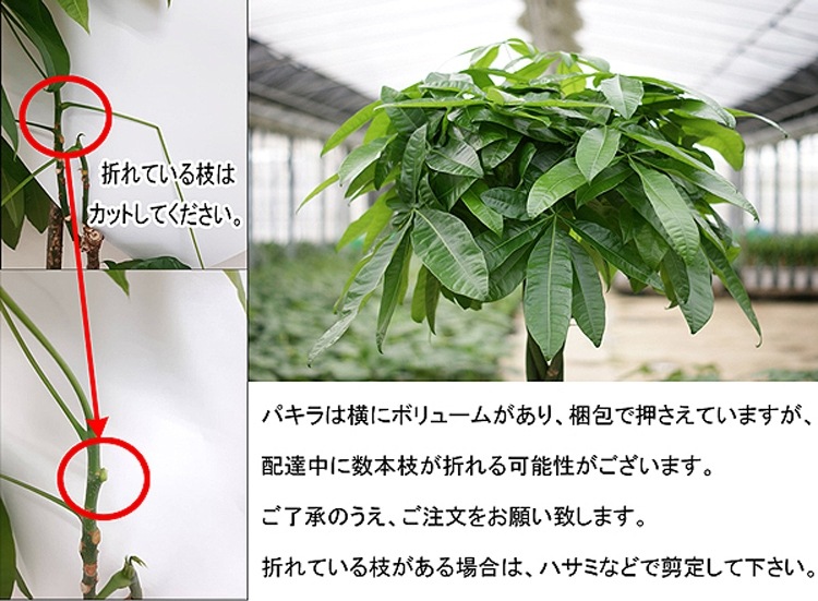 ���տ�ʪ �ѥ���10�� ���٤�ȭ���С� 2�� �⤵��1.6��1.7m ��pach10-002003��