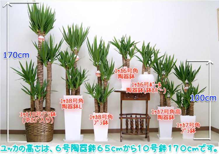 ���տ�ʪ ��å�(��ǯ����)8��ץ饹���å�ȭ(ȭ���С���)�⤵��1.2m��yucc08-006�� 