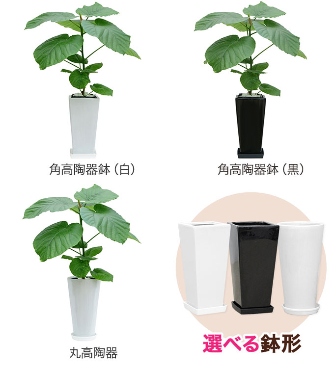 ���տ�ʪ �ե�����������٥顼�� 6�� ���٤�ȭ 12���� �⤵��65cm���� ����ƥꥢ ���۽ˤ� ��Ź�ˤ� ���ۤ��ˤ� ���ե� ���۽ˤ� �ץ쥼���  ������� 