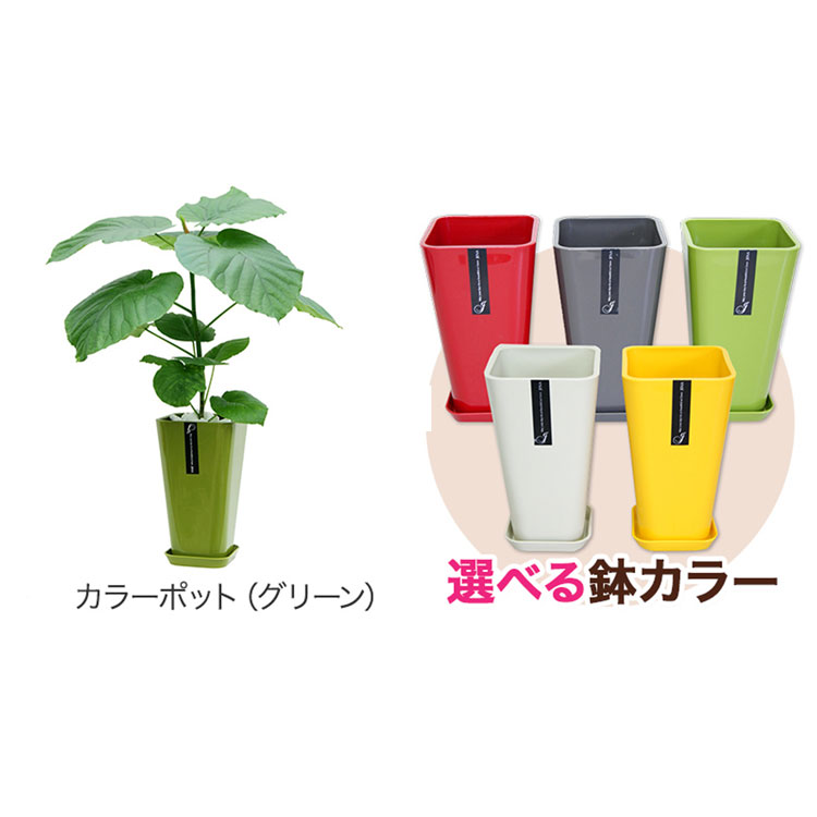 ���տ�ʪ �ե�����������٥顼�� 6�� ���٤�ȭ 12���� �⤵��65cm���� ����ƥꥢ ���۽ˤ� ��Ź�ˤ� ���ۤ��ˤ� ���ե� ���۽ˤ� �ץ쥼���  ������� 