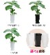 ���տ�ʪ �ե�����������٥顼�� 6�� ���٤�ȭ 12���� �⤵��65cm���� ����ƥꥢ ���۽ˤ� ��Ź�ˤ� ���ۤ��ˤ� ���ե� ���۽ˤ� �ץ쥼���  ������� 