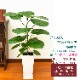 ���տ�ʪ �ե�����������٥顼�� 6�� ���٤�ȭ 12���� �⤵��65cm���� ����ƥꥢ ���۽ˤ� ��Ź�ˤ� ���ۤ��ˤ� ���ե� ���۽ˤ� �ץ쥼���  ������� 