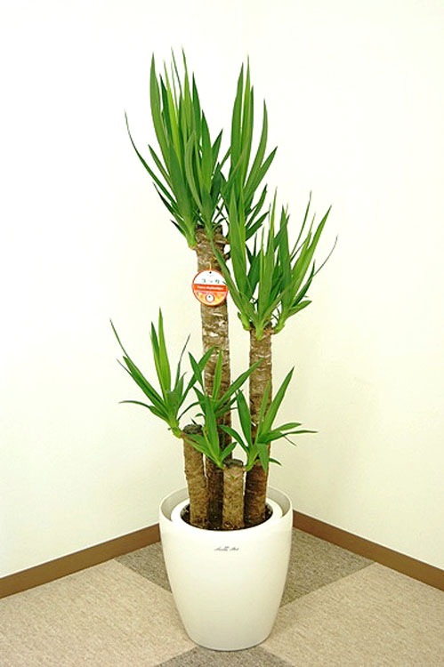 ���տ�ʪ ��å�(��ǯ����)8��ץ饹���å�ȭ(��)�⤵��1.2m ��yucc08-007��