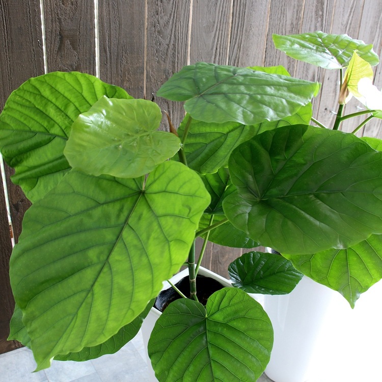 ���տ�ʪ �ե�����������٥顼�� 6�� �ѥץ饹���å�ȭ �⤵��65cm���� ����ƥꥢ ���۽ˤ� ��Ź�ˤ� ���ۤ��ˤ� ���ե� ���۽ˤ� �ץ쥼���  ������� 