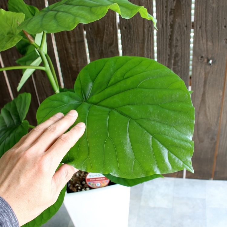 ���տ�ʪ �ե�����������٥顼�� 6�� �ѥץ饹���å�ȭ �⤵��65cm���� ����ƥꥢ ���۽ˤ� ��Ź�ˤ� ���ۤ��ˤ� ���ե� ���۽ˤ� �ץ쥼���  ������� 