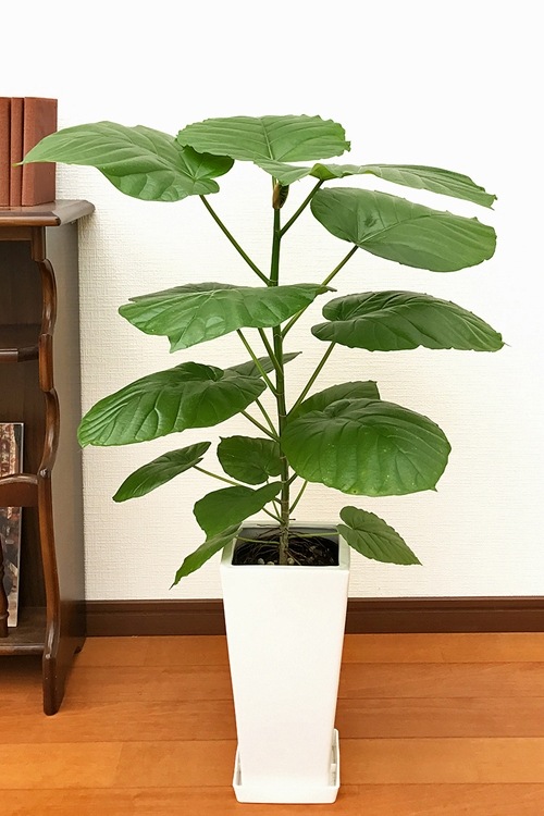 ���տ�ʪ �ե�����������٥顼�� 6�� �ѥץ饹���å�ȭ �⤵��65cm���� ����ƥꥢ ���۽ˤ� ��Ź�ˤ� ���ۤ��ˤ� ���ե� ���۽ˤ� �ץ쥼���  ������� 