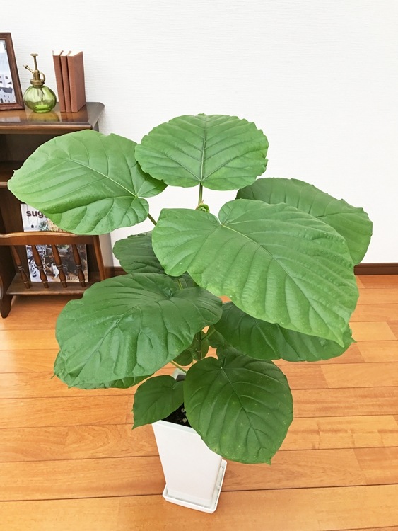 ���տ�ʪ �ե�����������٥顼�� 6�� �ѥץ饹���å�ȭ �⤵��65cm���� ����ƥꥢ ���۽ˤ� ��Ź�ˤ� ���ۤ��ˤ� ���ե� ���۽ˤ� �ץ쥼���  ������� 