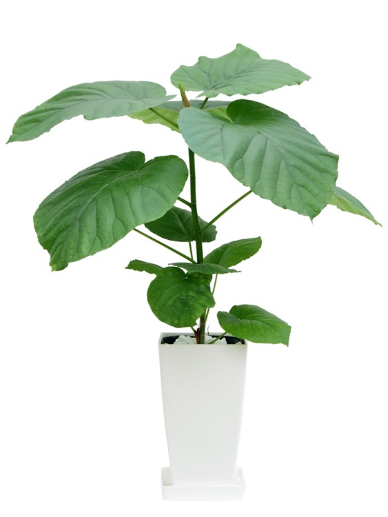 ���տ�ʪ �ե�����������٥顼�� 6�� �ѥץ饹���å�ȭ �⤵��65cm���� ����ƥꥢ ���۽ˤ� ��Ź�ˤ� ���ۤ��ˤ� ���ե� ���۽ˤ� �ץ쥼���  ������� 