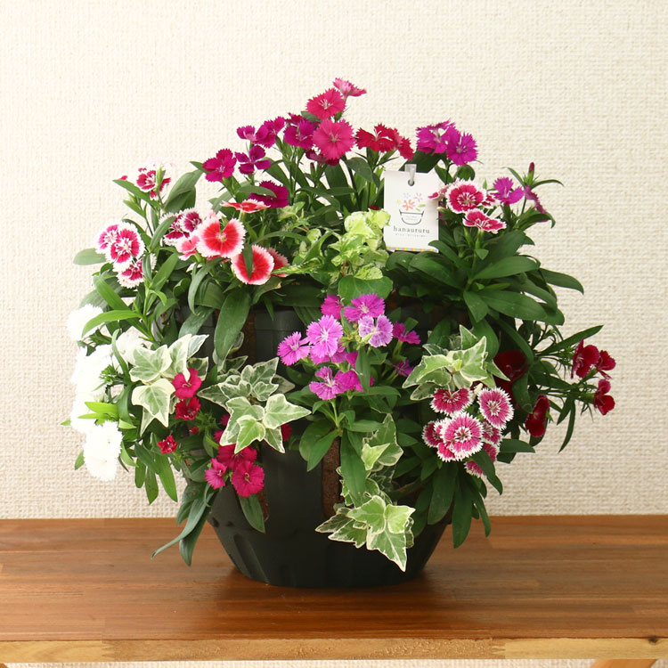 �����̸��꡿���٤��󤻿��� �ɺ���ڥ��ǥ��֥�ե� �ʥǥ����Υϥ󥮥󥰥Х����å� ��M������ ����ץ�