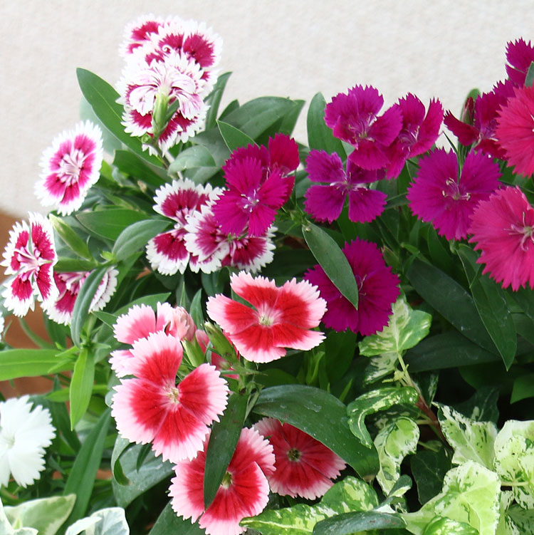 �����̸��꡿���٤��󤻿��� �ɺ���ڥ��ǥ��֥�ե� �ʥǥ����Υϥ󥮥󥰥Х����å� ��M������ ����ץ�