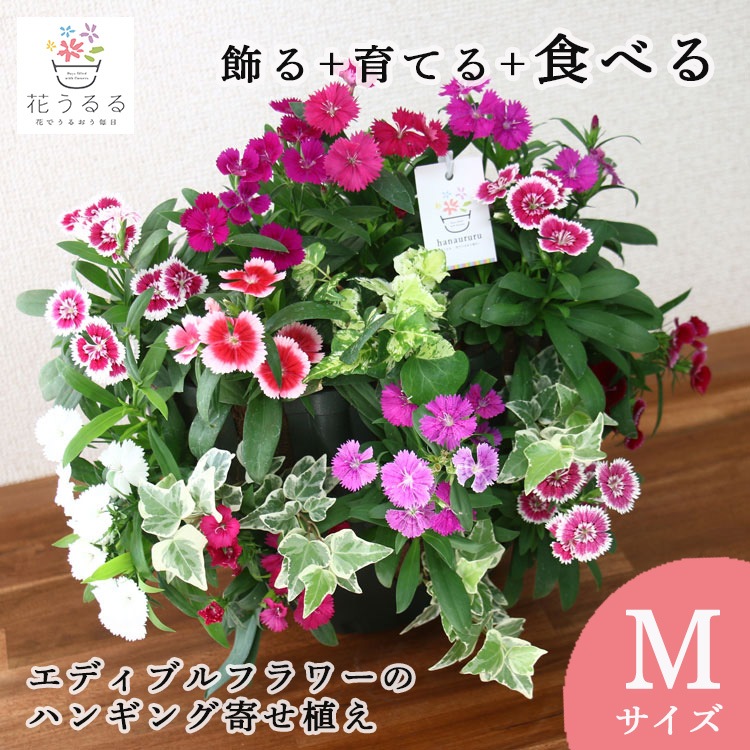 数量限定／食べれる寄せ植え 宿根草【エディブルフラワー ナデシコの