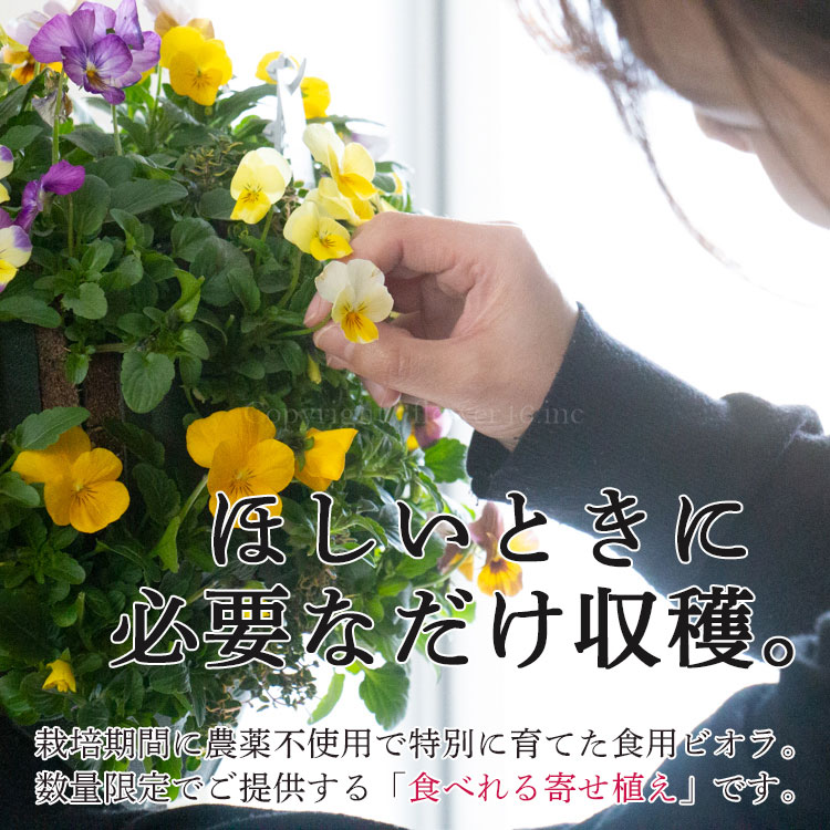 �����̸��꡿���٤��󤻿��� �ɺ���ڥ��ǥ��֥�ե� �ʥǥ����Υϥ󥮥󥰥Х����å� ��M������ ����ץ�